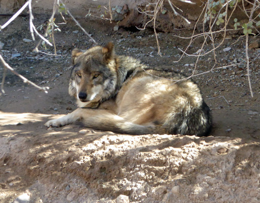 Mexican wolf