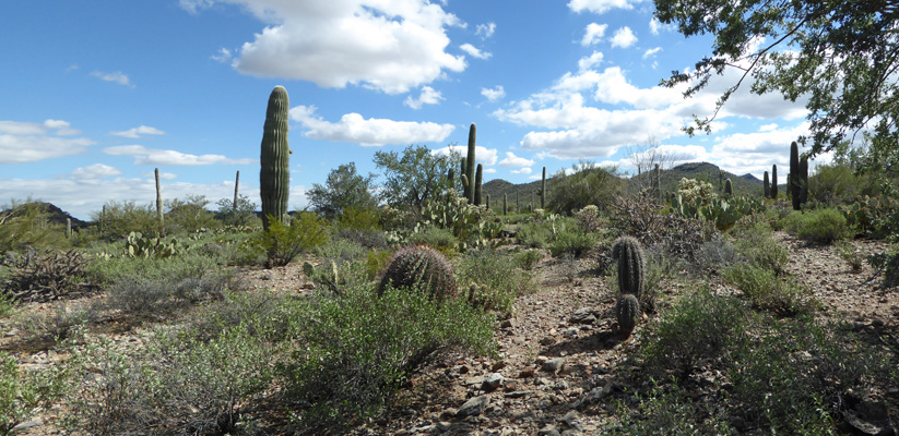 Ringtrail trail view