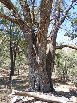 Larger old Alligator Juniper