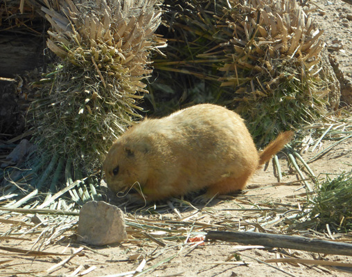 Prairie dog Desert Museum