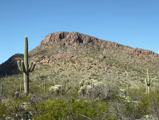 Ironwood Forest Trail view
