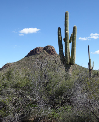 Saguaro Ironwood Forest Trail