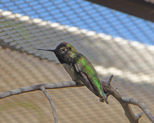 Black-chinned hummingbird