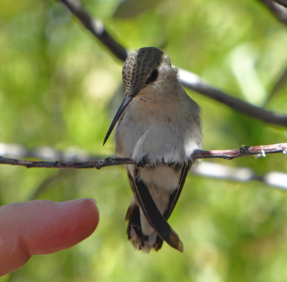 Hummingbird Desert Museum