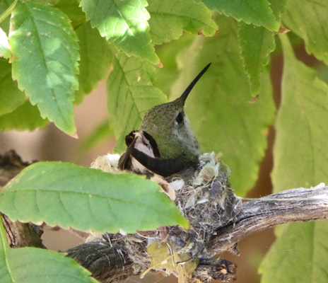 Nesting hummingbird