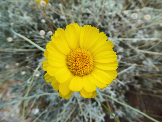 Desert Marigold (Baileya multiradiata)