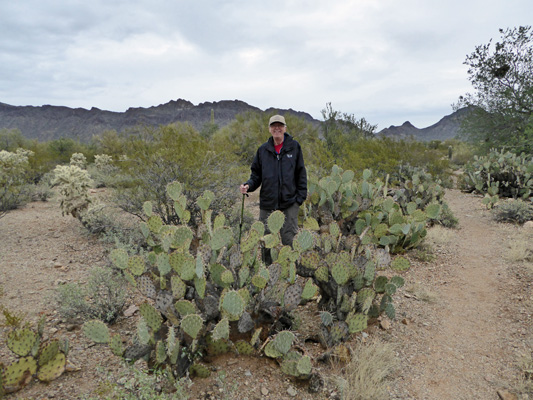 Walter Cooke prickly pears