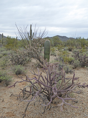 Buckhorn cholla