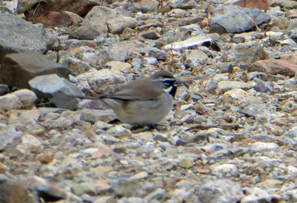 black throated sparrow