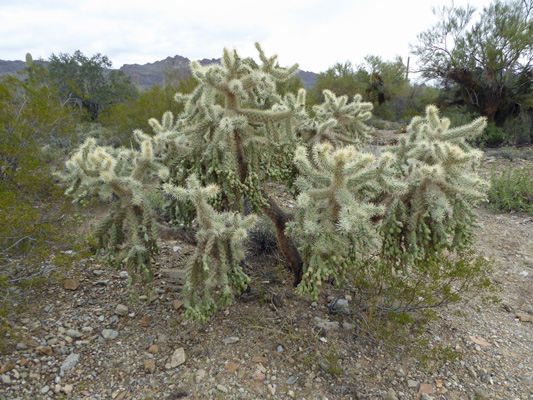 Jumping cholla Gilbert Ray campground