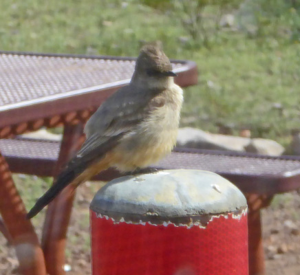 Brown-crested Flycatcher