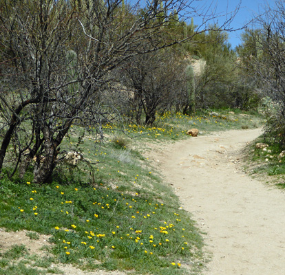 Catalina SP Nature Trail poppies