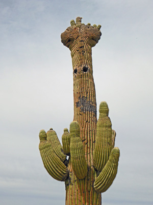 Cresta Saguaro Tohono Chul