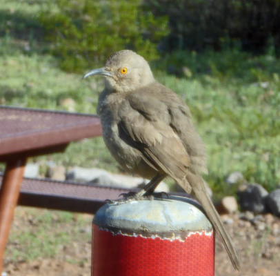 Curved-bill Thrasher