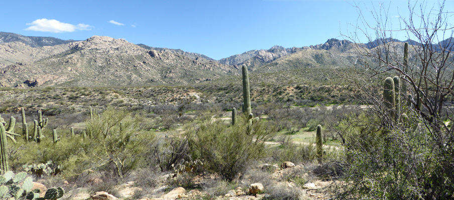 Santa Catalina Mountains