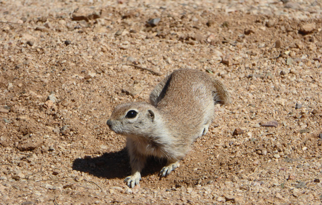 Arizona ground squirrel