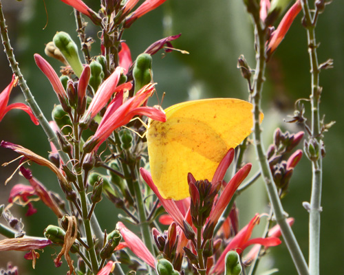 butterfly in a chuparosa