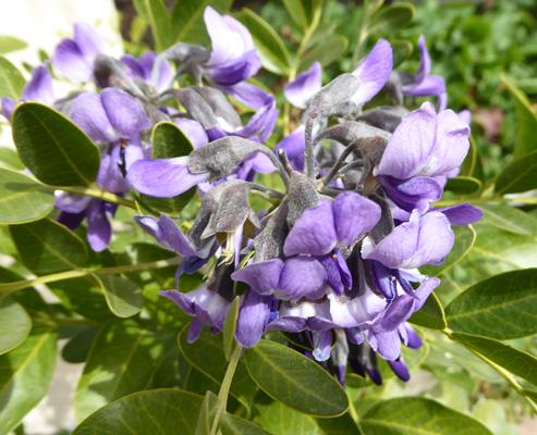 Mescal Bean bush