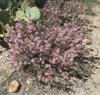 Fairy Dusters (Calliandra eriophylla)