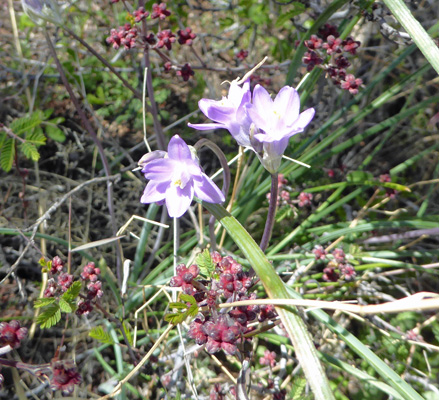 Wild Hyacinth (Dichelostemma capitatum)