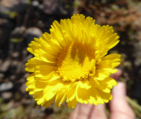 Desert Marigold (Baileya multiradiata)