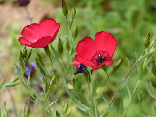 Pretty pink wildflower