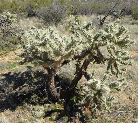 Catalina SP Chain Fruit Cholla