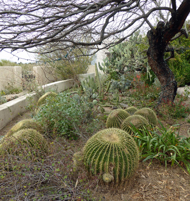 Barrel Cactus Tohono Chul