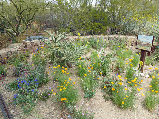 Sonoran Season’s Garden Tohono CHul