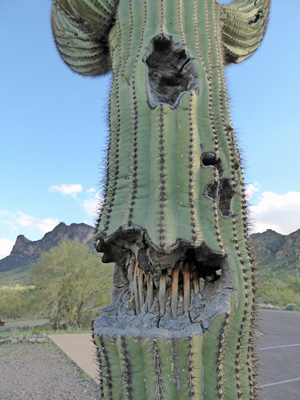 Saguaro cactus with skeleton revealed