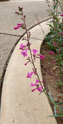 Parry Penstemon (Penstemon parryi)