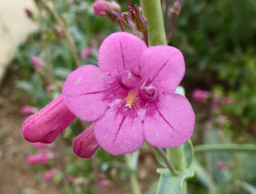 Parry Penstemon (Penstemon parryi)