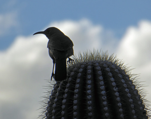 Curved-bill Thrasher