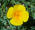 California Poppy