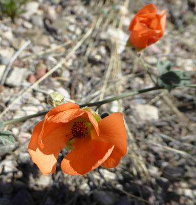 Small Flowered Globe Mallow (Sphaeralcea parvifolia)