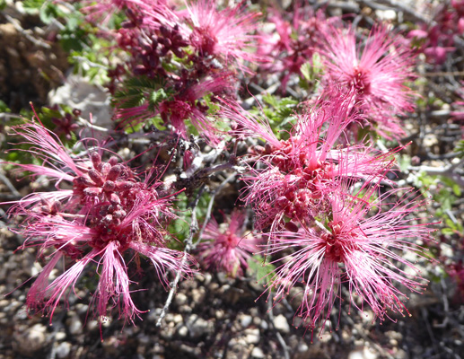 Fairy Dusters (Calliandra eriophylla) 