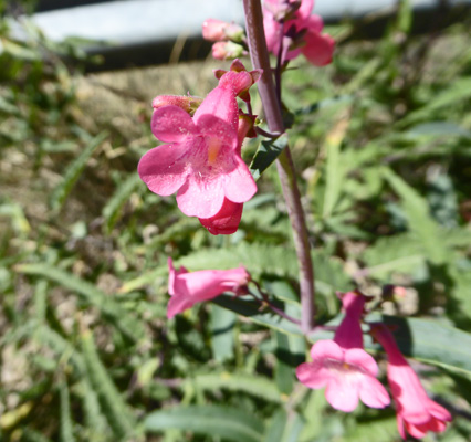 Parry Penstemon (Penstemon parryi)