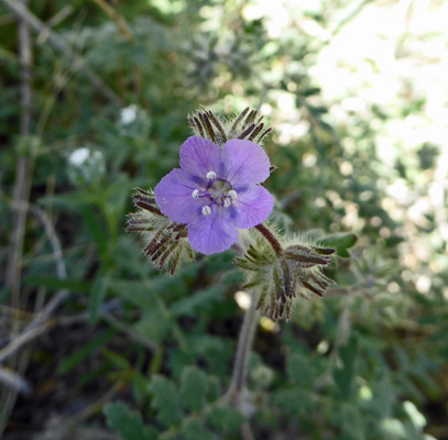 Distant Phacelia (Phacelia distans)