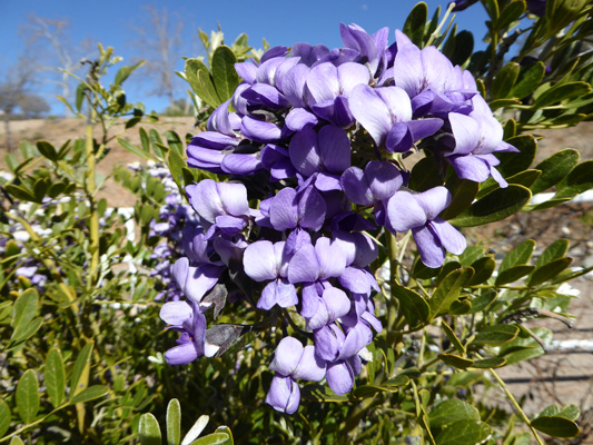 Mescal Bean (Calia secundiflora)