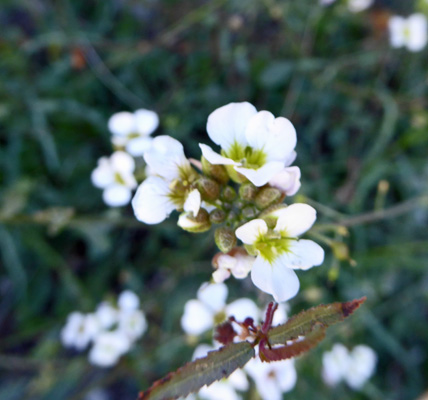  Rose Bladder-pod (Physaria purpurea)