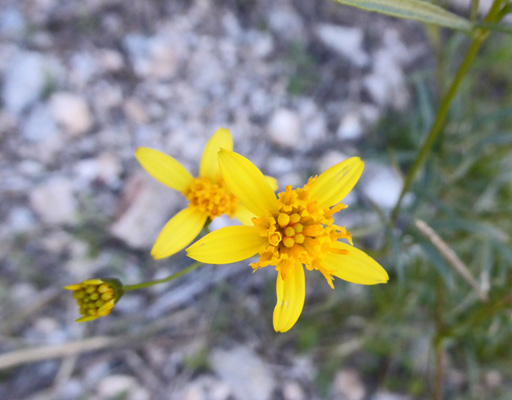 Unknown yellow flower