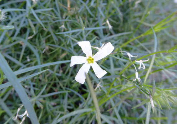 Santa Catalina Mountain Phlox (Phlox tenuifolia)