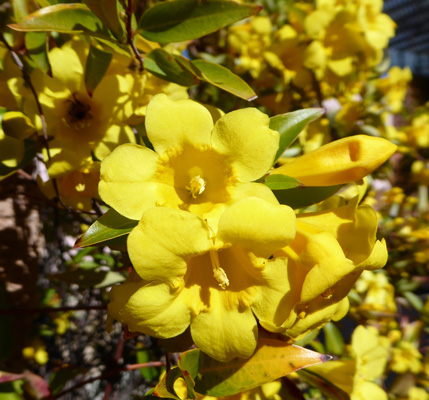 Carolina Jasmine (Gelsemium sempervirens)