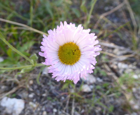 Running Fleabane (Erigeron tracyi)