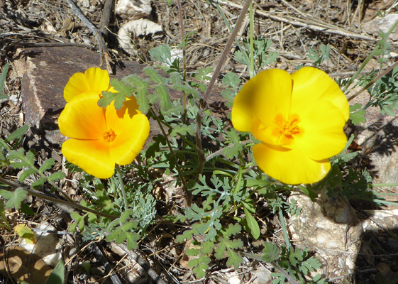 California poppies