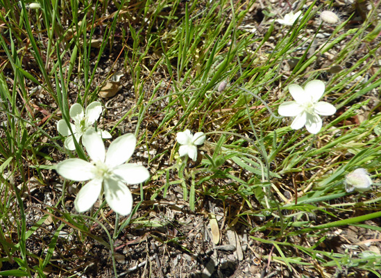 Creamcups (Platystemon californicus)