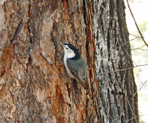 white breasted nuthatch