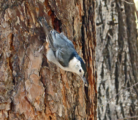 white breasted nuthatch