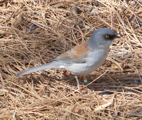 yellow-eyed junco