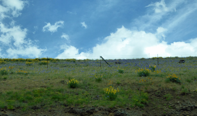 wildflowers Easten OR